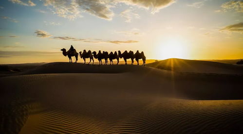 为什么沙地种花总失败？揭秘5种沙漠美人