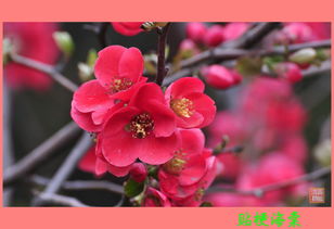 贴梗海棠的花期揭秘