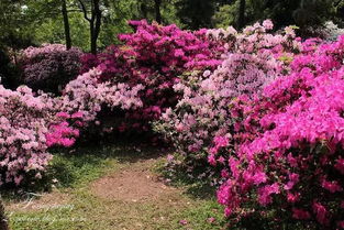 映山红摘心的技巧