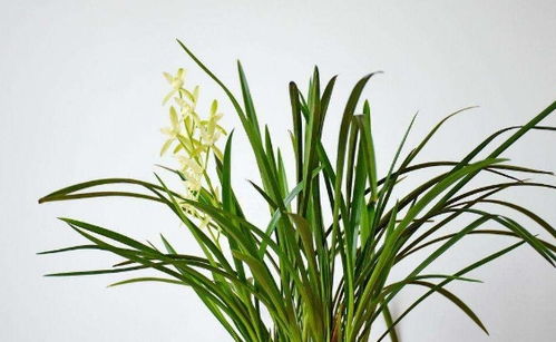 阳光与水分， 春兰的活力之源