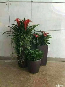 绿植租赁，折旧费是啥鬼？