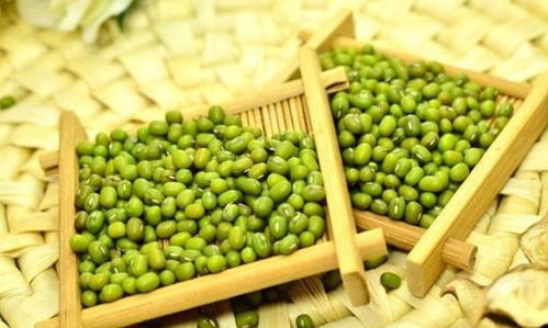 绿豆生长，得讲究个耐心