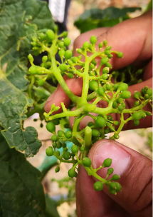 听说桃树也有问题，腈菌唑也Neng搞定？