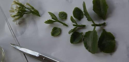 长寿花繁殖很简单！手把手教你快速获得新花