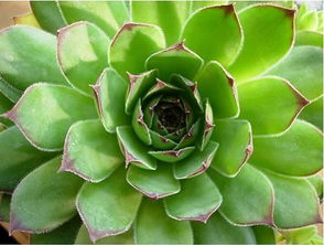 观音莲的养护方法