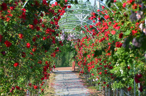 月季花开，老寨山脚下的九龙谷月季园