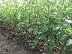 接穗蔫了泡凉茶水救活