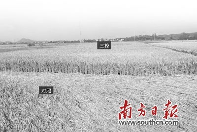 水稻控旺技术的重要性