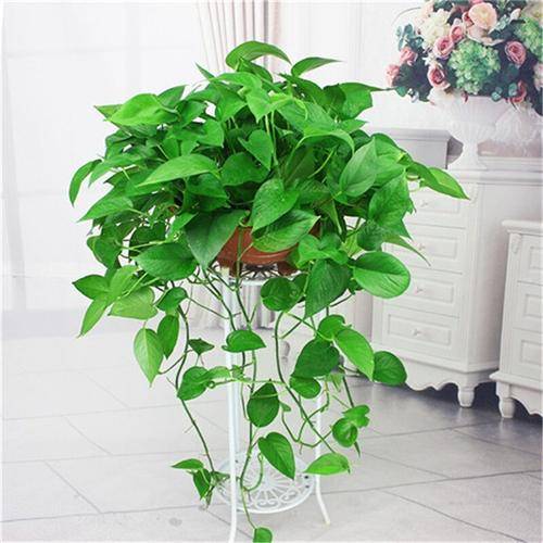 绿萝， 客厅绿植的好选择