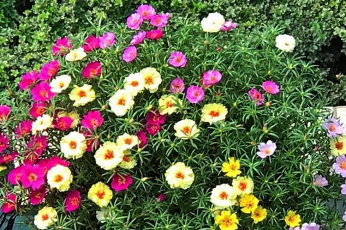 1. 太阳花——晒不死的小强