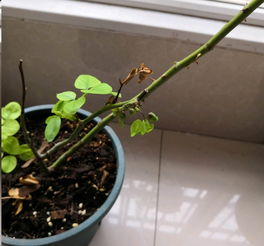 发现染病植株， 马上行动