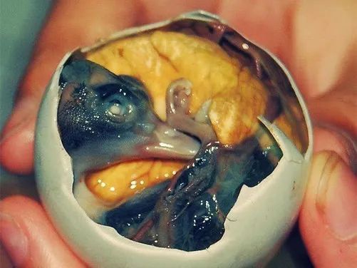 甲鱼蛋孵化：了解甲鱼蛋孵化过程