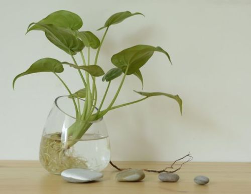 再力花的观赏价值与生长习性