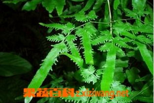 波士顿蕨摆放有什么风水禁忌，如何避免风水奇遇