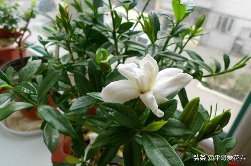 桅子花在什么季节最适合进行换盆操作