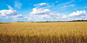 麦片种类多，你选对了吗？