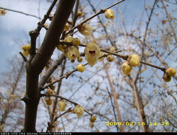 原生梅花：耐寒性的挑战