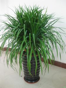 络石藤的别名多如繁星