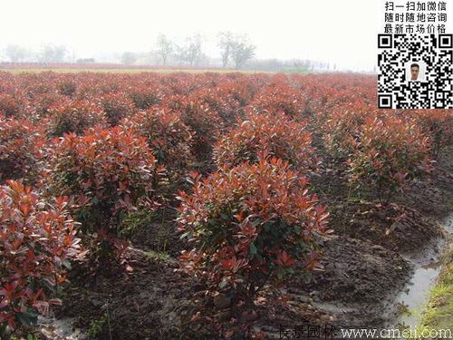 红叶石楠球的价格， 小到大的变化