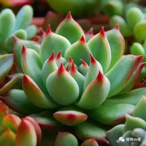 浇水频率，个人经验来判断