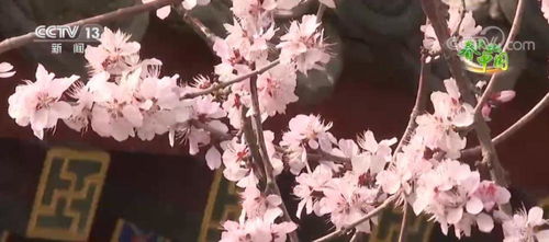 秋花绽放，香满枝头——秋日花卉推荐