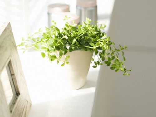 银合欢、五色梅、洋紫荆，各有各的用途！