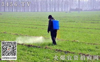 小麦喷了除草剂，雨来啦？影响大不大？