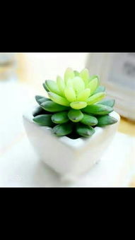 花盆材质大揭秘