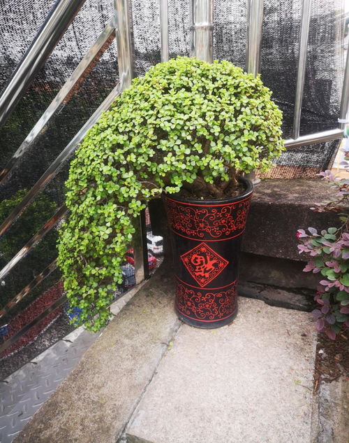 红木香花养殖全攻略：简单易行，轻松养出好风景！