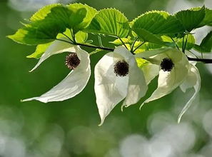 珙桐，植物界的“活化石”