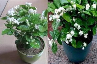 牡丹花种子春季种植最好？老花匠分享种植小技巧