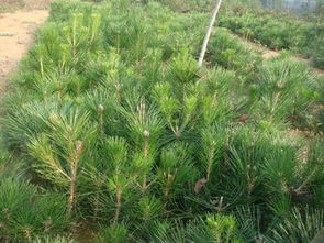 如何科学种植黑松提高收益？