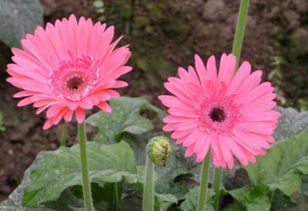 第二步：摸叶子质感，感受花儿的温柔