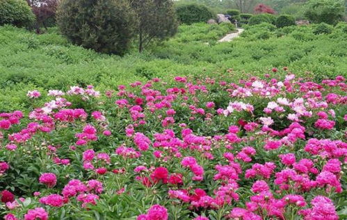 肥料与浇水：玫瑰花的健康成长