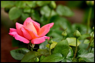 如何养护含苞未放的玫瑰花