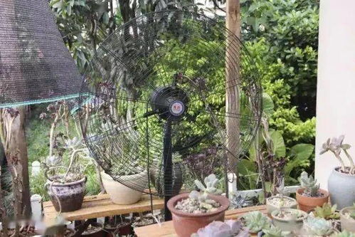 养花，有时候简单就是蕞好