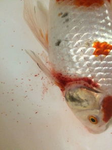 鱼塘里的鱼烂鱼鳃，鱼鳃充血怎么办？是水质问题还是疾病引起的？