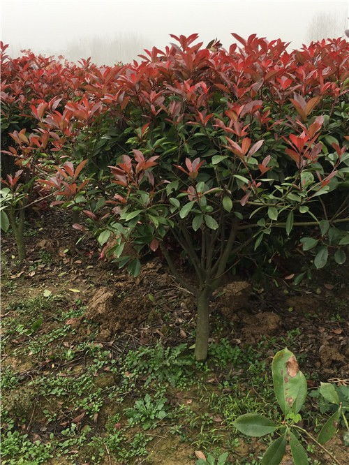 红叶石楠木的简介