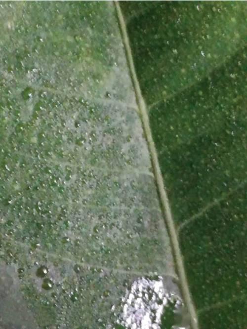 在众多果树杀虫剂中，哪种针对瓜果叶面喷洒效果最佳？