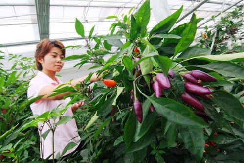 耐寒辣椒树，价格如何