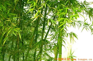 那些美丽的竹子