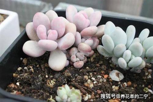 多肉叶子怎么才能养活？能否重新生根发芽