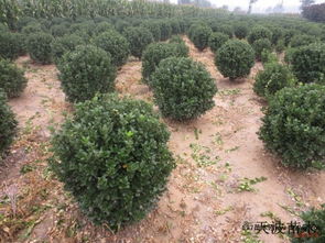 大叶黄杨球， 规格齐全