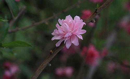 桃花象征着浪漫与美好愿望，传递着对爱情的憧憬与祝福