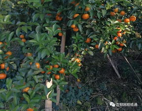 揭秘桃树高接换种技巧：何时进行高效嫁接，提升果实品质？