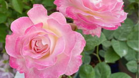 大和抚子月季：浅粉花朵， 多季重复开花