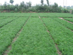 如何提高樟子松造林成活率