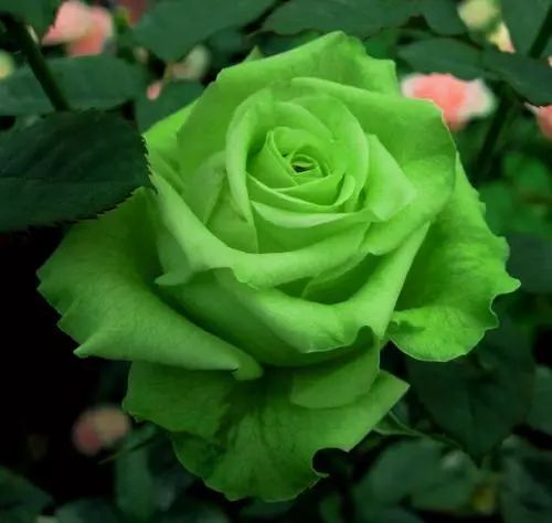 绿月季花，绿意盎然的小家伙