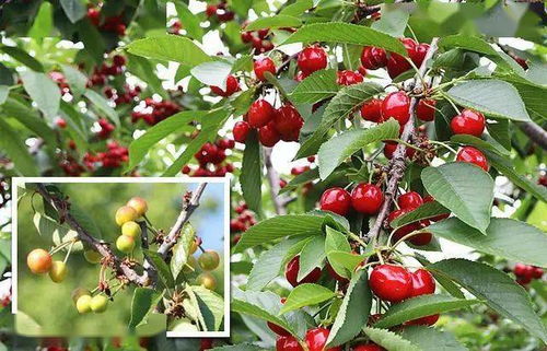 拼单购物， 惊喜连连