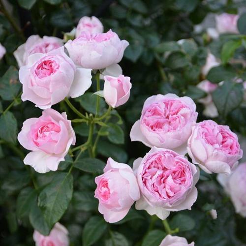 仙度瑞拉月季的花瓣颜色和香味揭秘